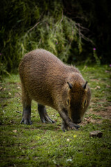 wild boar in the woods