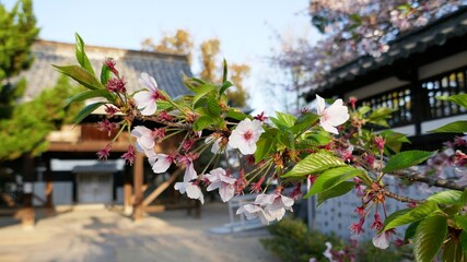 神社の境内に咲く桜