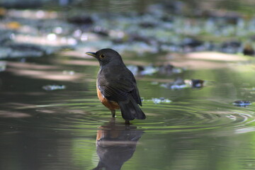 aves