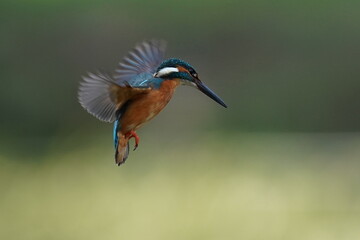 kingfisher is hovering