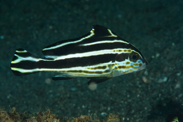 forma giovanile di pesce dolcilabbra Diagramma pictum su sabbia vulcanica