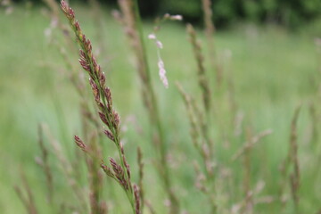 A beautiful field of wheat