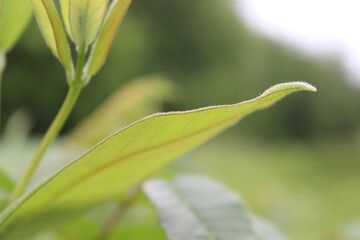 A fuzzy green leaf 