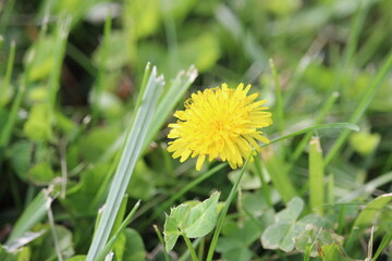 A yellow dandelion in the grass