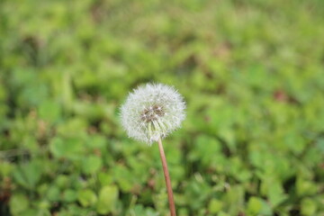 A white dandelion in the grass