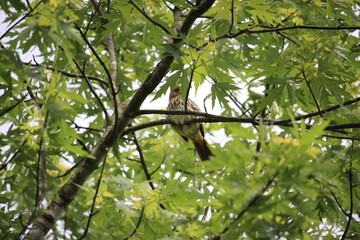 Fototapeta na wymiar A bird in the tree 