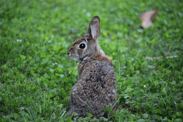 A cute little bunny looking back at me