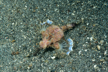 piccolo pesce drago, Eurypegasus draconis, su sabbia nera