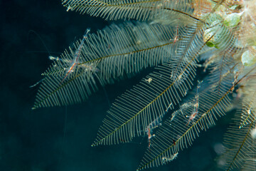 gamberetti commensali su un crinoide
