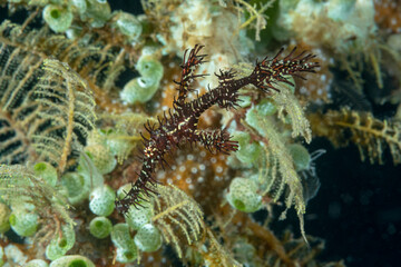 Pesce ago fantasma arlecchino , Solenostomus paradoxus 
