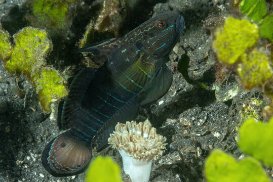 ghiozzo fasciato dormiente, Amblygobius phalaena, nascosto tra la barriera corallina