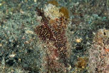 Pesce ago fantasma arlecchino , Solenostomus paradoxus 