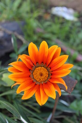 flor naranja