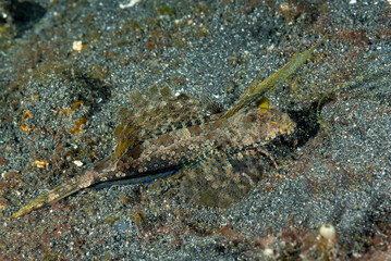 Dactylopus dactylopus , conosciuto comunemente come il dragonetto dalle dita