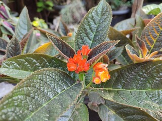 flowering plant Alloplectus is a genus of Neotropical plants in the flowering plant family...