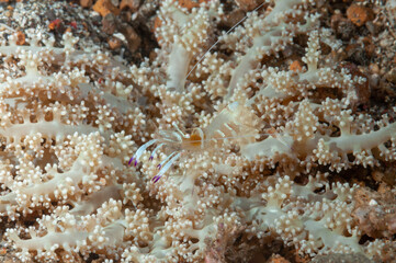 Gambero dell'anemone, Ancylomenes magnificus, con uova sopra un corallo molle