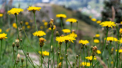 The daisy family yellow flowers on the green field of highland