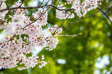 桜の花