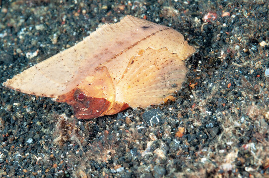 Pesce foglia spinoso, Ablabys macracanthus, su sabbia vulcanica