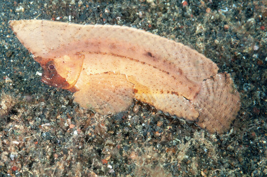 Pesce foglia spinoso, Ablabys macracanthus, su sabbia vulcanica