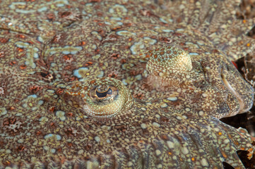 Primo piano degli occhi di sogliola