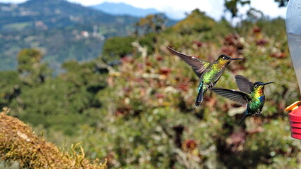 Fiery-throated hummingbirds (Panterpe insignis) in flight at Paraiso Quetzal Lodge in the mountains outside of San Jose, Costa Rica