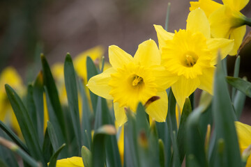 yellow Easter lily flowers 