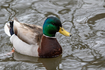 closeup of mallard duck. Male Drake mallard duck. swimming duck in small duck pond