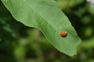 ladybug on green leaf
