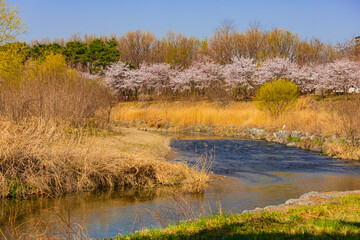 활짝 핀 벚꽃과 철지난 갈대가 함께하는 봄의 하천 풍경