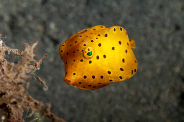 Forma giovanile di pesce scatola giallo, Ostracion cubicus, con livrea gialla a pois neri