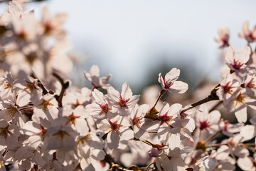 햇빛에 반짝이는 활짝 핀 봄꽃 벚꽃 - obrazy, fototapety, plakaty