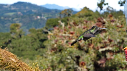 Talamanca hummingbird (Eugenes spectabilis) in flight at Paraiso Quetzal Lodge in the mountains outside of San Jose, Costa Rica