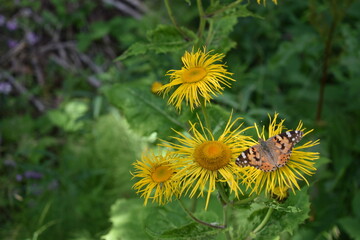 dandelions and butterfly