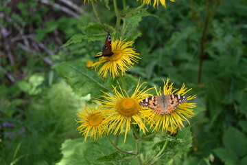 Butterflies and dandelions