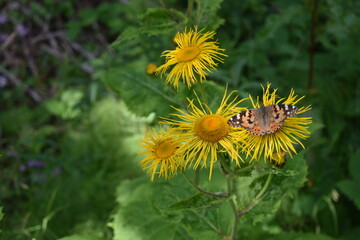Butterfly and dandelion