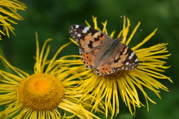butterfly on flower