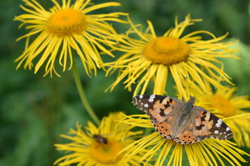 butterfly on a sunflower