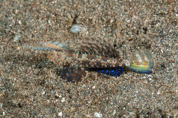 Dactylopus dactylopus , conosciuto comunemente come il dragonetto dalle dita