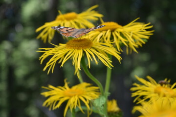 Butterfly landing on flower