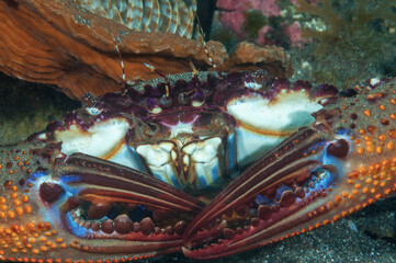 Primo piano di granchio tropicale con chele blu