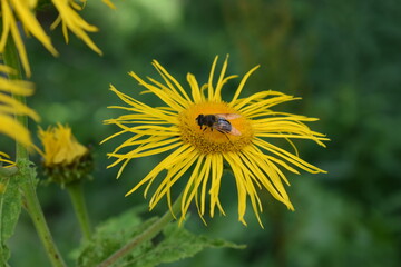 bee on dandelion