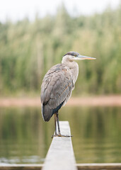 Great Blue Heron closeup standing against a isolated green lake background in Mike Lake, Golden Ears Provincial Park, British Columbia, Canada