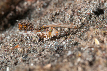 Dactylopus dactylopus , conosciuto comunemente come il dragonetto dalle dita