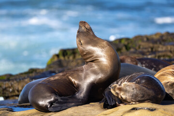 Sea lions tanning in the sun on the rocks / beach on the Pacific Ocean in La Jolla Cove / San Diego, California