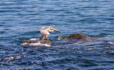 California Brown Pelican in flight over the Pacific Ocean in La Jolla / San Diego, California