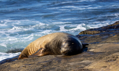 Sea lion sleeping / relaxing on the rocks / beach on the Pacific Ocean in La Jolla Cove / San Diego, California