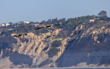 California Brown Pelicans flying in formation over the Pacific Ocean in La Jolla / San Diego, California