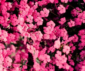 arbusto de flores de geranio rosadas