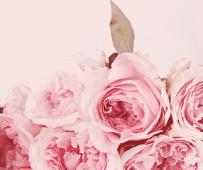 imagen rosa con fondo rosa pastel con ramo de rosas rosadas  - obrazy, fototapety, plakaty